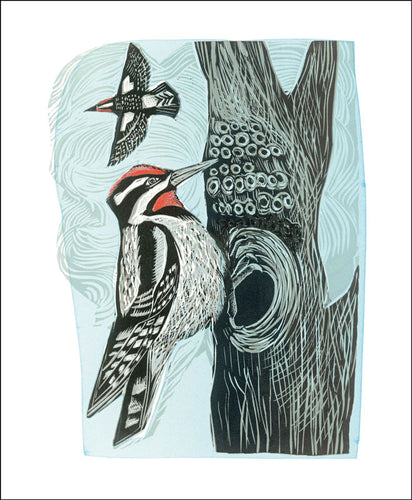 Lesser Spotted Woodpecker Card (Paul Feden, Art Angels)