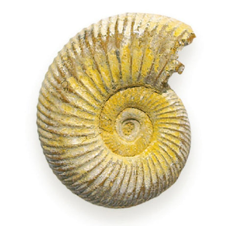 Loose Ammonite