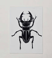 Stag Beetle Print A6
